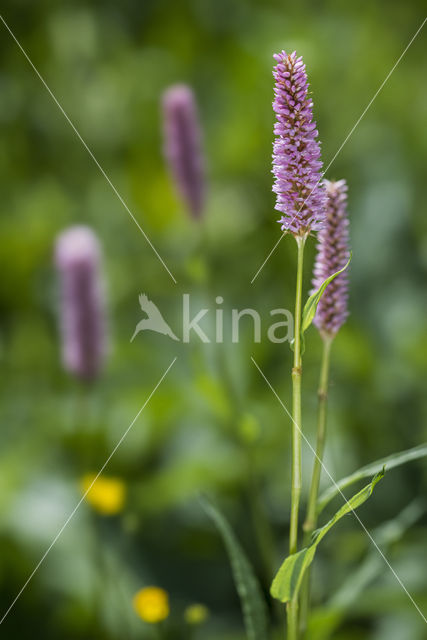 Adderwortel (Persicaria bistorta)