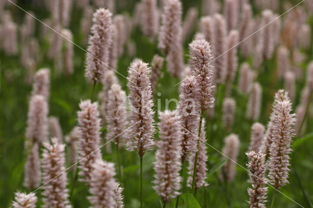 Adderwortel (Persicaria bistorta)