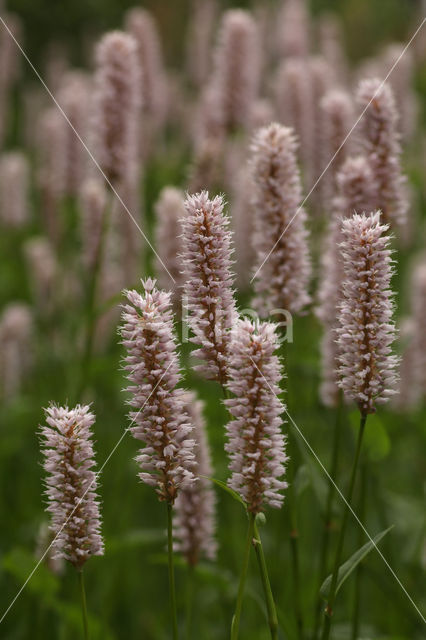 Adderwortel (Persicaria bistorta)