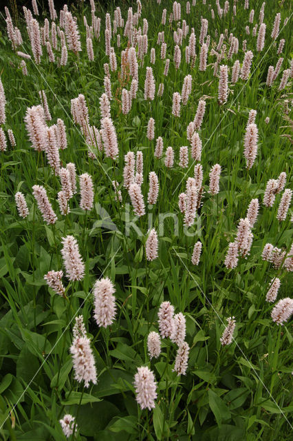 Adderwortel (Persicaria bistorta)