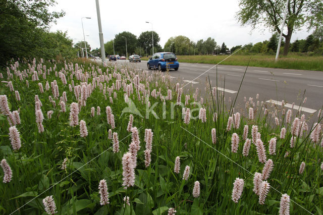 Adderwortel (Persicaria bistorta)