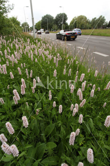 Adderwortel (Persicaria bistorta)