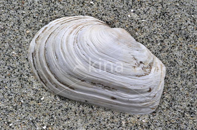 Blunt Gaper (Mya truncata)