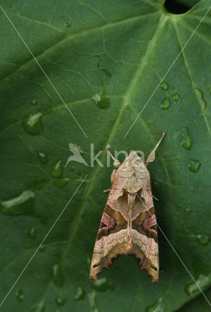 Agaatvlinder (Phlogophora meticulosa)