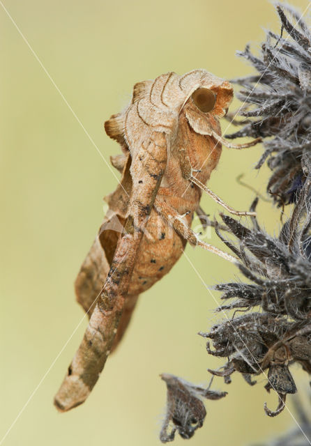 Agaatvlinder (Phlogophora meticulosa)