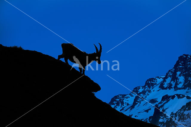 Ibex (Capra ibex)