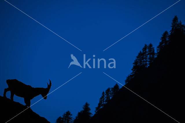 Ibex (Capra ibex)