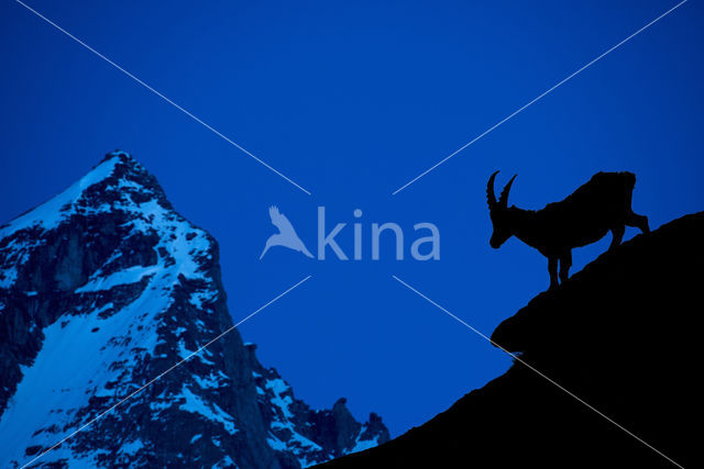 Ibex (Capra ibex)