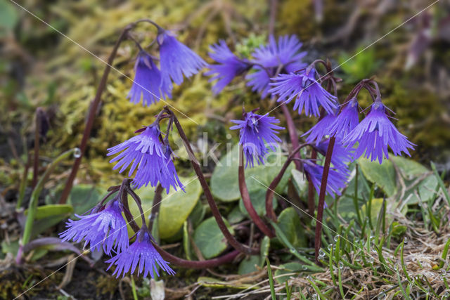 Alpenkwastjesbloem (Soldanella alpina)