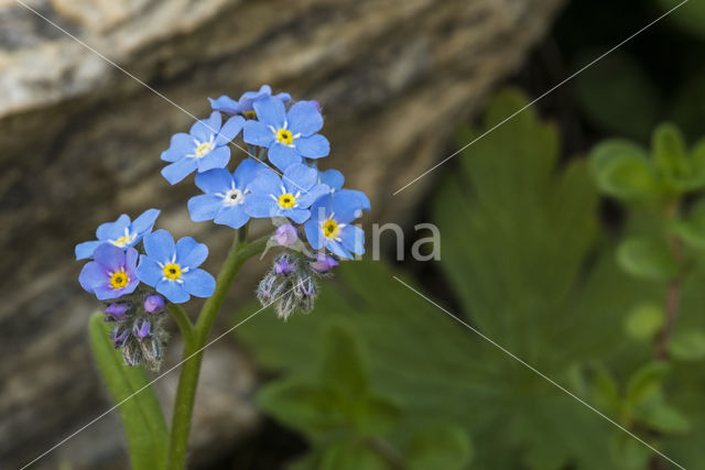 Alpine Forget-me-not (Myosotis alpestris)