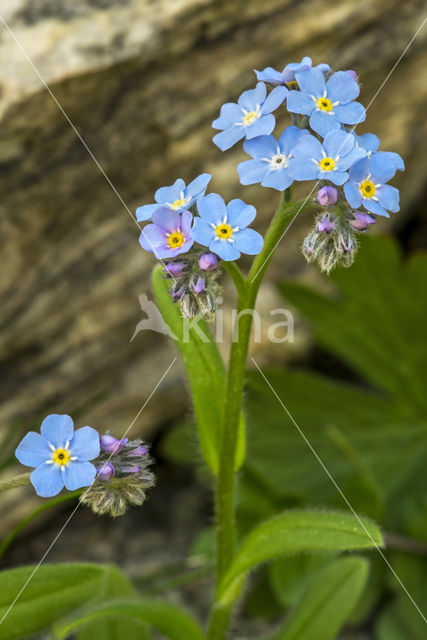 Alpine Forget-me-not (Myosotis alpestris)