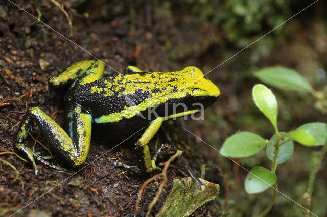 pleasing poison frog (Ameerega bassleri)