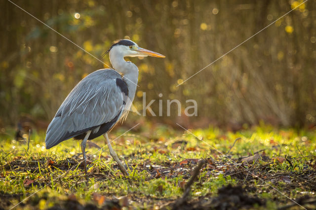 Great blue heron (Ardea herodias)