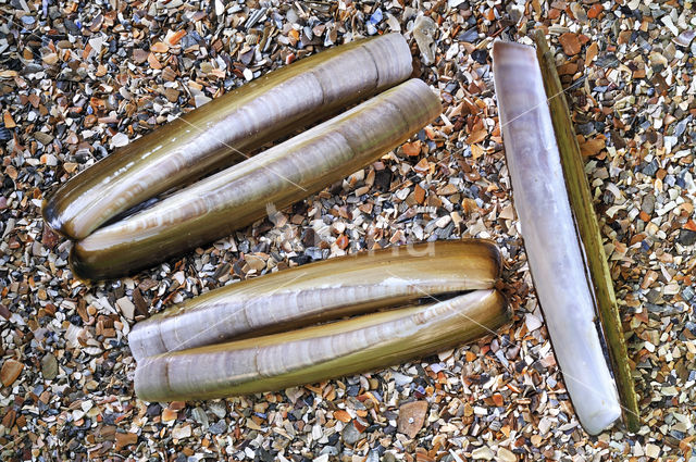 Atlantic razor clam (Ensis directus)