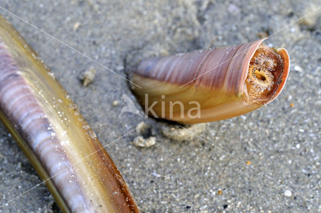 Atlantic razor clam (Ensis directus)