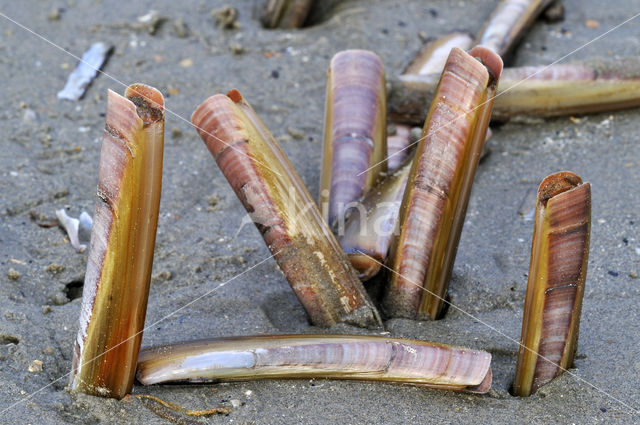 Atlantic razor clam (Ensis directus)