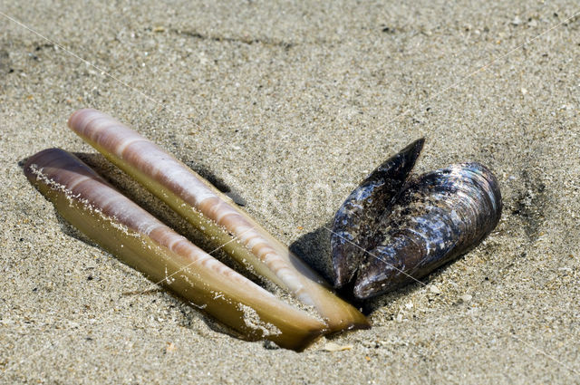 Atlantic razor clam (Ensis directus)