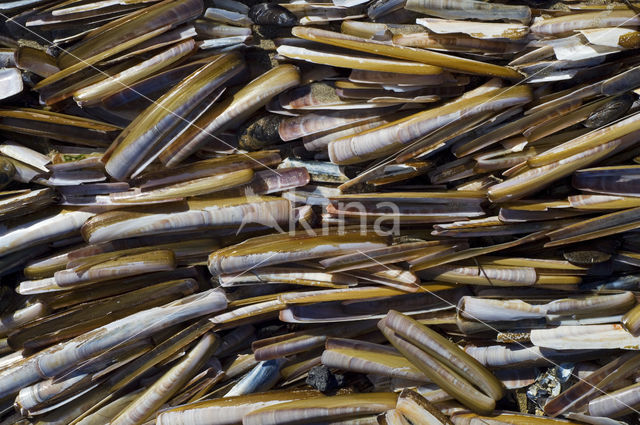 Atlantic razor clam (Ensis directus)