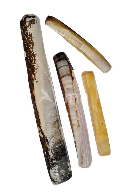 Atlantic razor clam (Ensis directus)