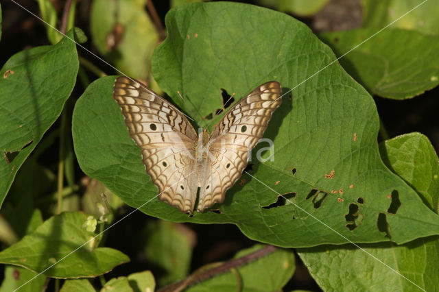 White Peacock (Anartia jatrophae)