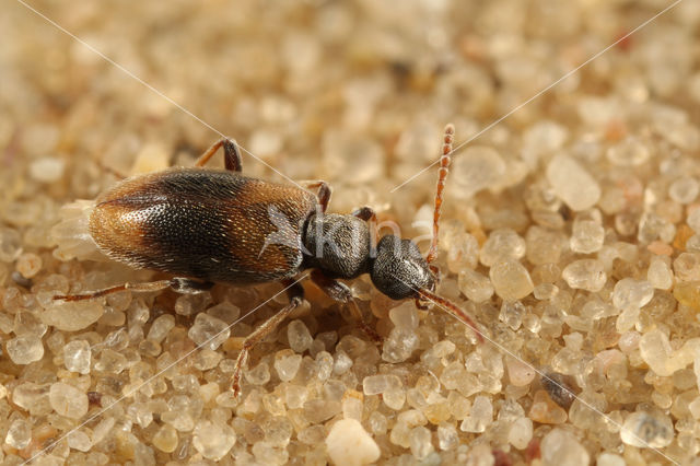 Anthicus sellatus