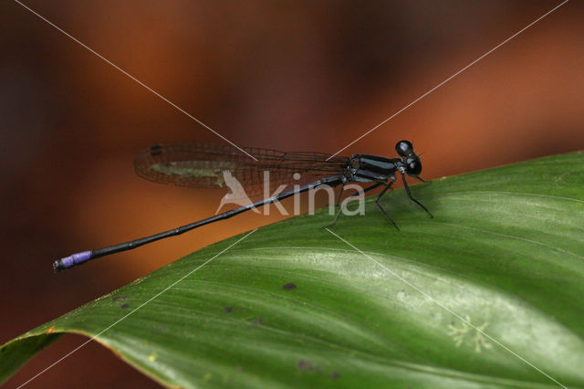 Argia kokama