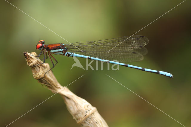 Argia limitata