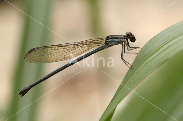 Argia limitata