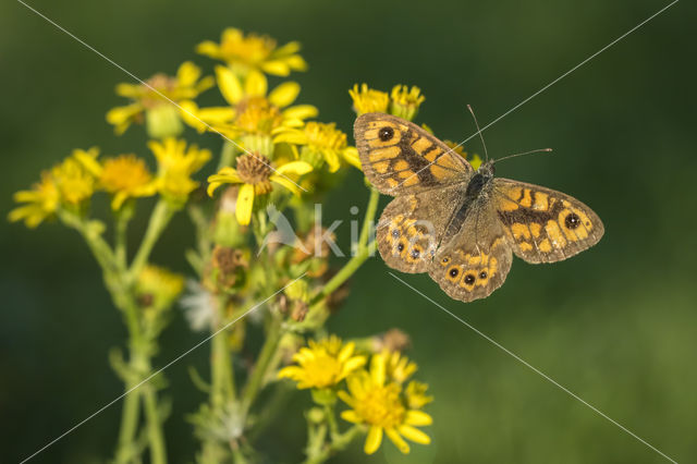 Argusvlinder (Lasiommata megera)