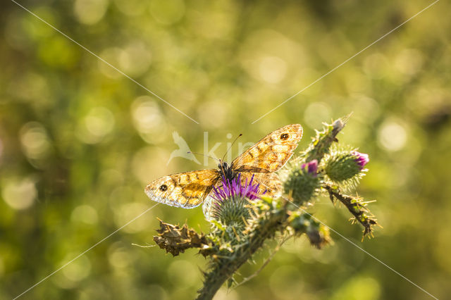 Wall Brown (Lasiommata megera)