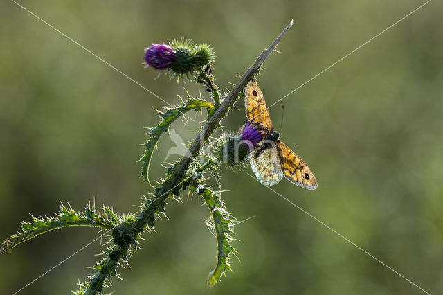 Wall Brown (Lasiommata megera)