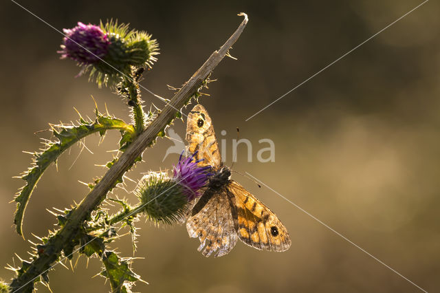 Wall Brown (Lasiommata megera)