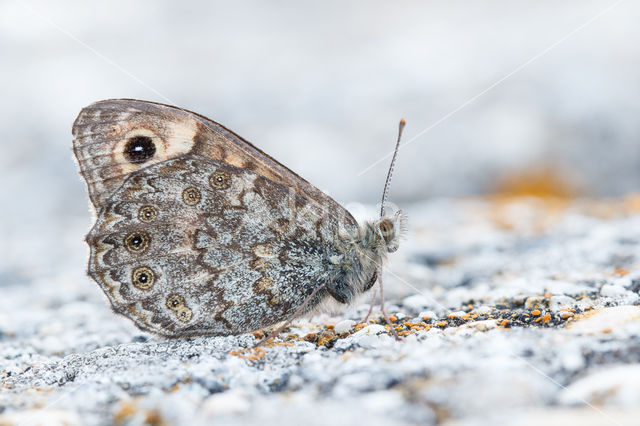 Wall Brown (Lasiommata megera)