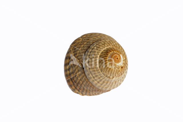 Grey Top-shell (Gibbula cineraria cineraria)