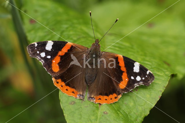 Red Admiral (Vanessa atalanta)