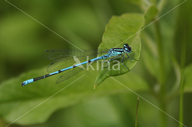 Azuurwaterjuffer (Coenagrion puella)