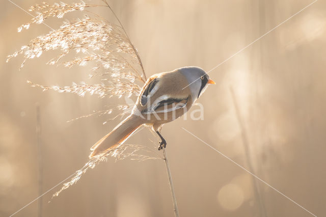 Bearded Reedling (Panurus biarmicus)