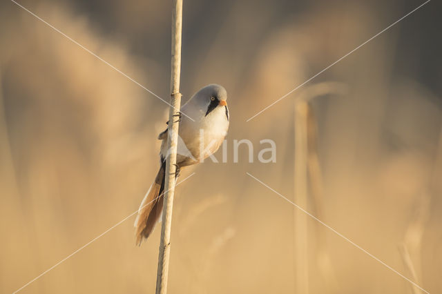 Bearded Reedling (Panurus biarmicus)