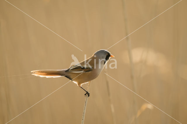 Bearded Reedling (Panurus biarmicus)