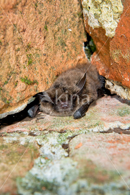 Baardvleermuis (Myotis mystacinus)