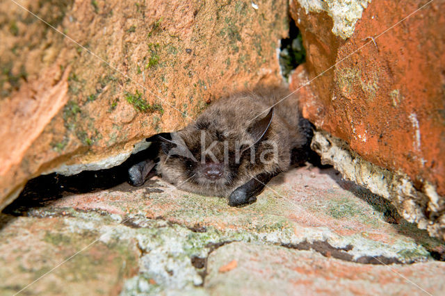 Baardvleermuis (Myotis mystacinus)