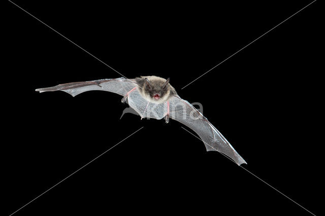 Baardvleermuis (Myotis mystacinus)