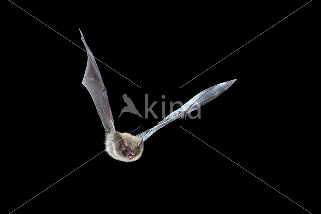 Baardvleermuis (Myotis mystacinus)