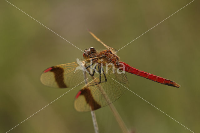 band-winged dragonfly (Sympetrum pedemontanum)