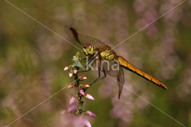 Bandheidelibel (Sympetrum pedemontanum)