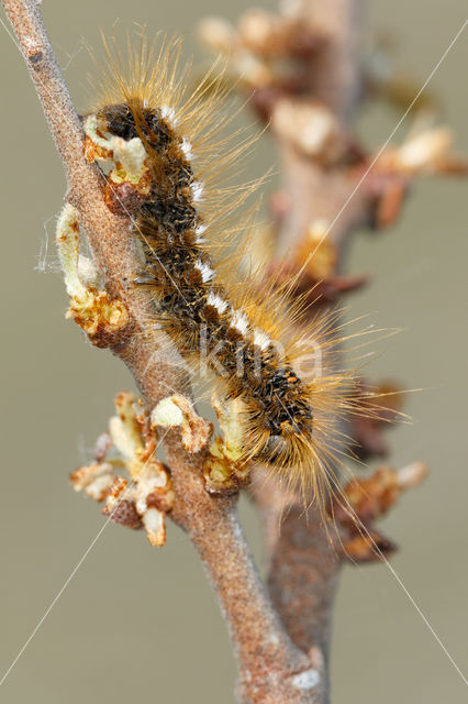 Bastaardsatijnvlinder (Euproctis chrysorrhoea)