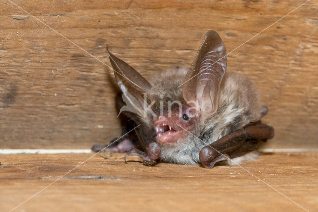 Bechstein's Bat (Myotis bechsteinii)