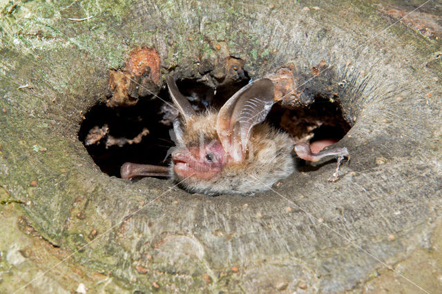 Bechstein's Bat (Myotis bechsteinii)