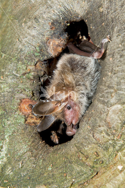 Bechstein's Bat (Myotis bechsteinii)