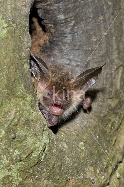 Bechstein's Bat (Myotis bechsteinii)
